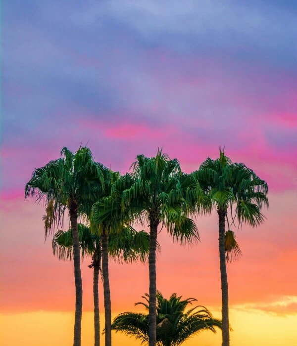 Three palm trees in front of a colorful sunset.